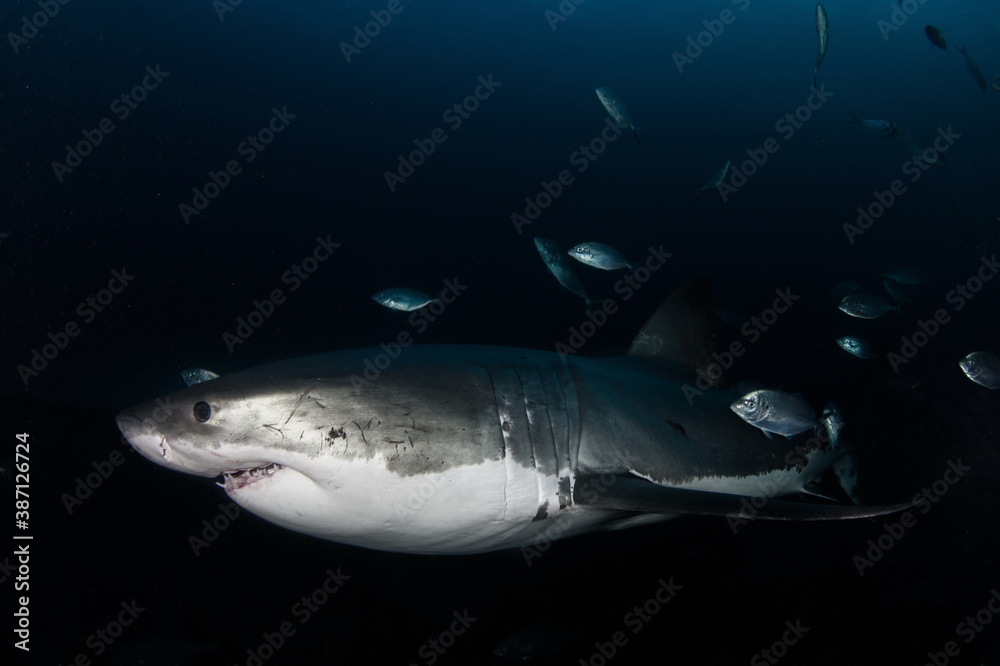 Fototapeta premium Great White Shark Neptune Islands Australie