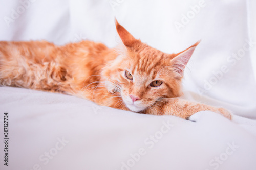 Fototapeta Naklejka Na Ścianę i Meble -  cat sleeping on the bed