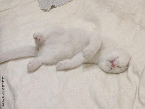 white kitten sleeping