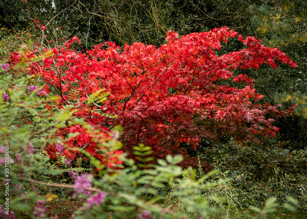 Autumn colour at Batsford arboretum, Morton-in-Marsh, Cotswolds UK Autumn colour at Batsford arboretum, Morton-in-Marsh, Cotswolds UK