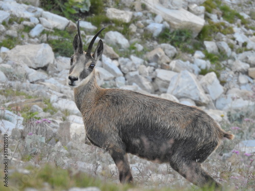 Chamois