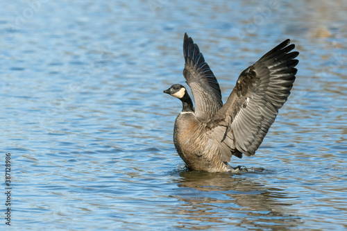 Cackling Goose, Branta hutchinsii © AGAMI