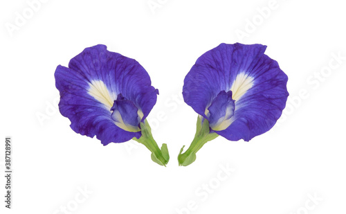 Butterfly pea flower on white background
