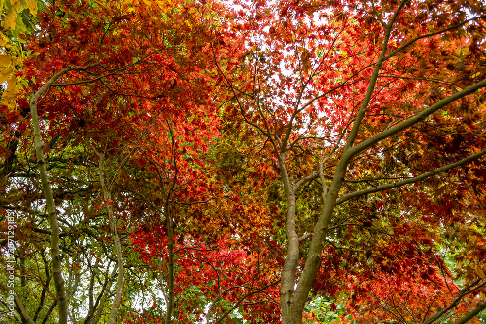 Autumn colour at Batsford arboretum, Morton-in-Marsh, Cotswolds UK Autumn colour at Batsford arboretum, Morton-in-Marsh, Cotswolds UK