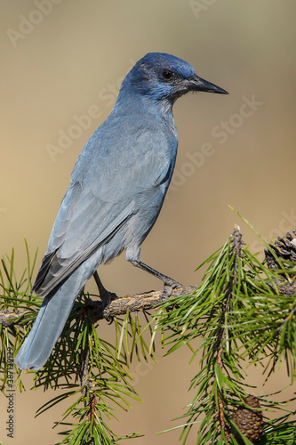 Pinyon Jay, Gymnorhinus cyanocephalus photo