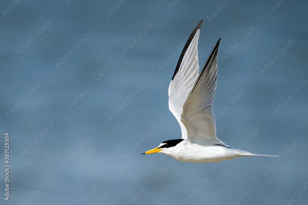 Obraz premium Least Tern, Sternula antillarum
