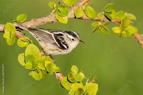 Black-and-white Warbler, Mniotilta varia photo