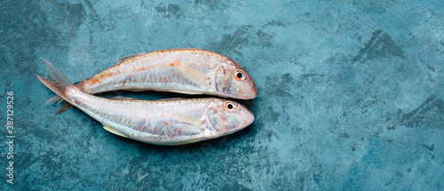 Obraz na plátne Fresh red mullet. Sultan fish on a blue background.