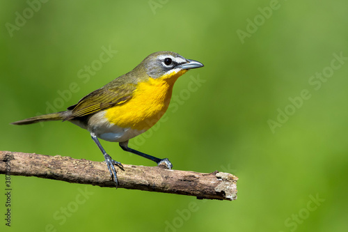 Yellow-breasted Chat, Icteria virens © AGAMI