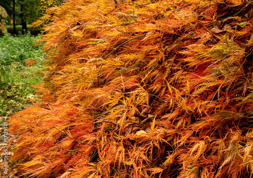 Autumn colour at Batsford arboretum  Morton-in-Marsh  Cotswolds UK