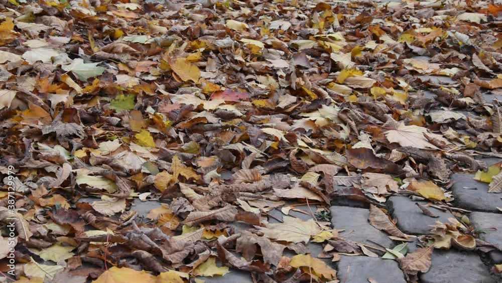 Autumn background with dry leaves on the paved street Autumn background with dry leaves on the paved street