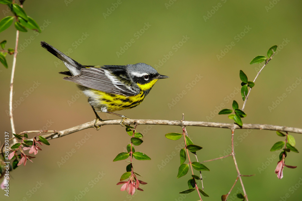 Magnolia Warbler, Setophaga magnolia