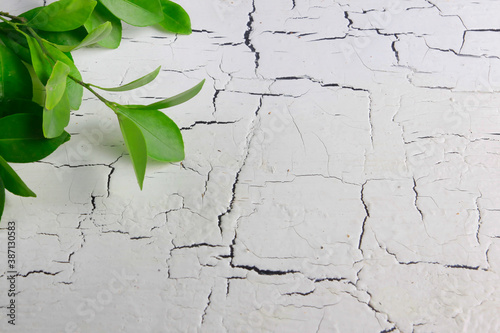 white cracked background and leaf