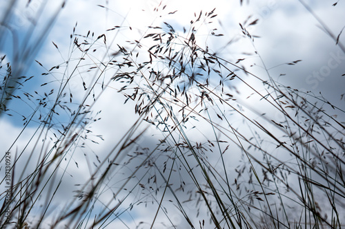 Fototapeta Naklejka Na Ścianę i Meble -  Grass against a cloudy sky.