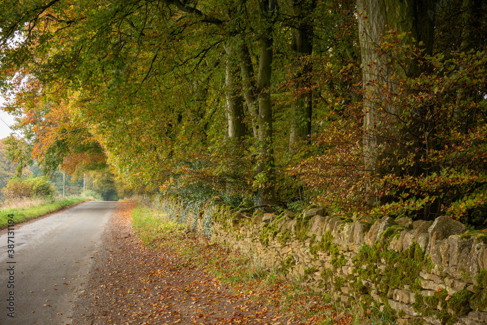 Fototapeta premium Golden leaves on autumn tree, Moreton in Marsh Cotswolds England UK