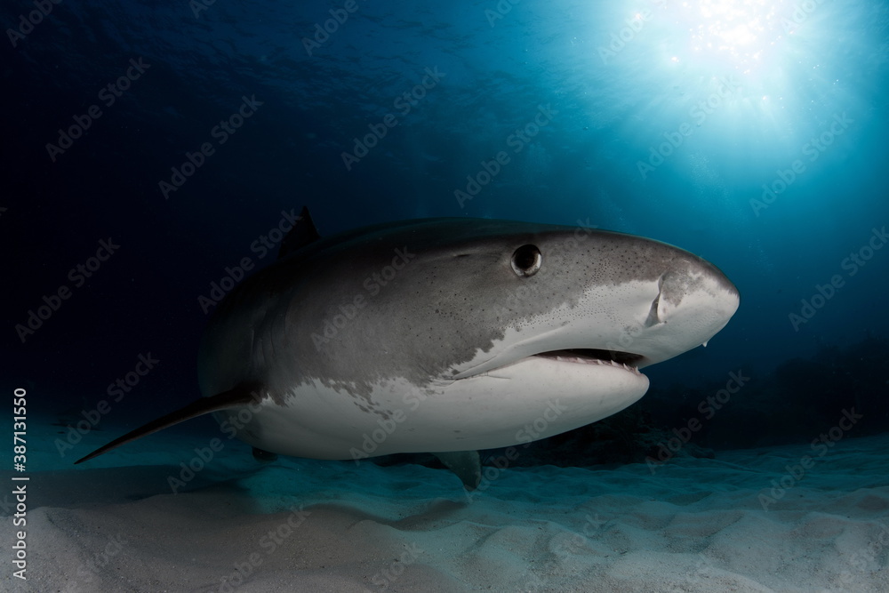 Fototapeta premium Tiger Shark on Tiger Beach Bahamas