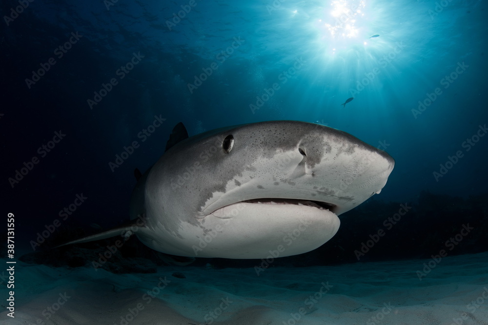 Fototapeta premium Tiger Shark on Tiger Beach Bahamas