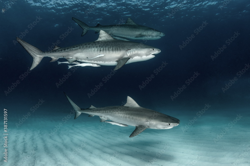 Tiger Shark on Tiger Beach Bahamas Tiger Shark on Tiger Beach Bahamas