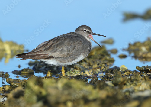 Canvas Print Wandering Tattler, Tringa incana