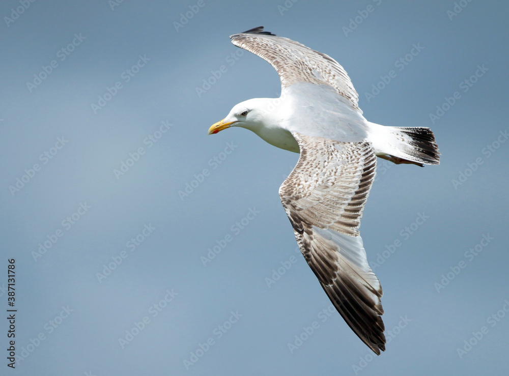 European Herring Gull, Larus argentatus European Herring Gull, Larus argentatus