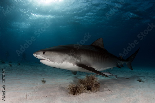 Tiger Shark on Tiger Beach Bahamas