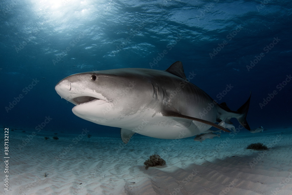 Fototapeta premium Tiger Shark on Tiger Beach Bahamas