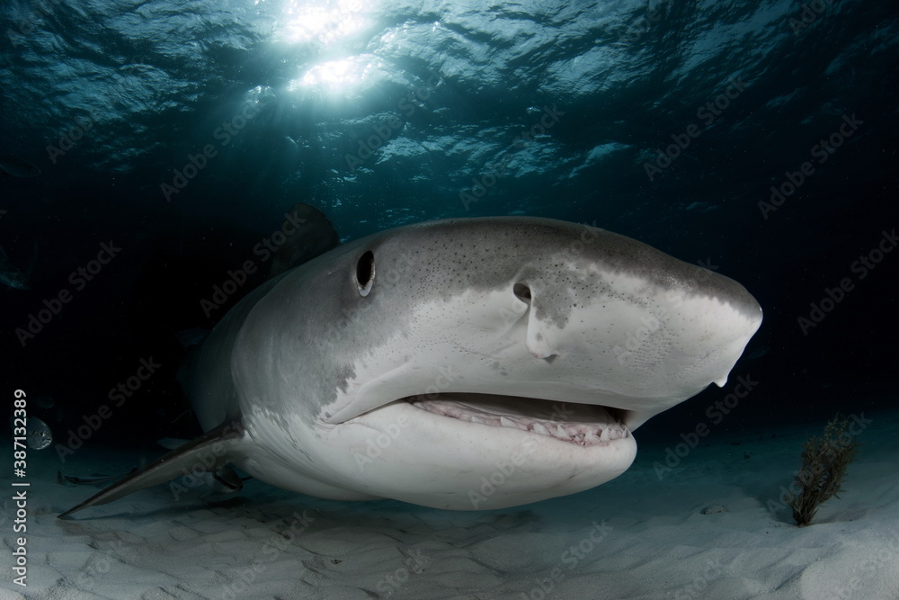 Fototapeta premium Tiger Shark on Tiger Beach Bahamas
