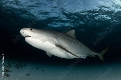 Tiger Shark on Tiger Beach Bahamas