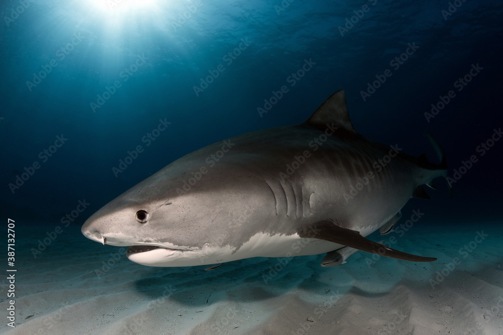 Fototapeta premium Tiger Shark on Tiger Beach Bahamas