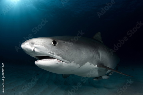 Tiger Shark on Tiger Beach Bahamas