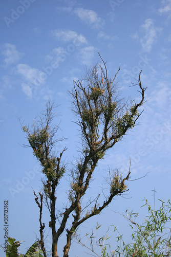 Photography Nature photography on a green mountain in rainy season in Maharashtra India