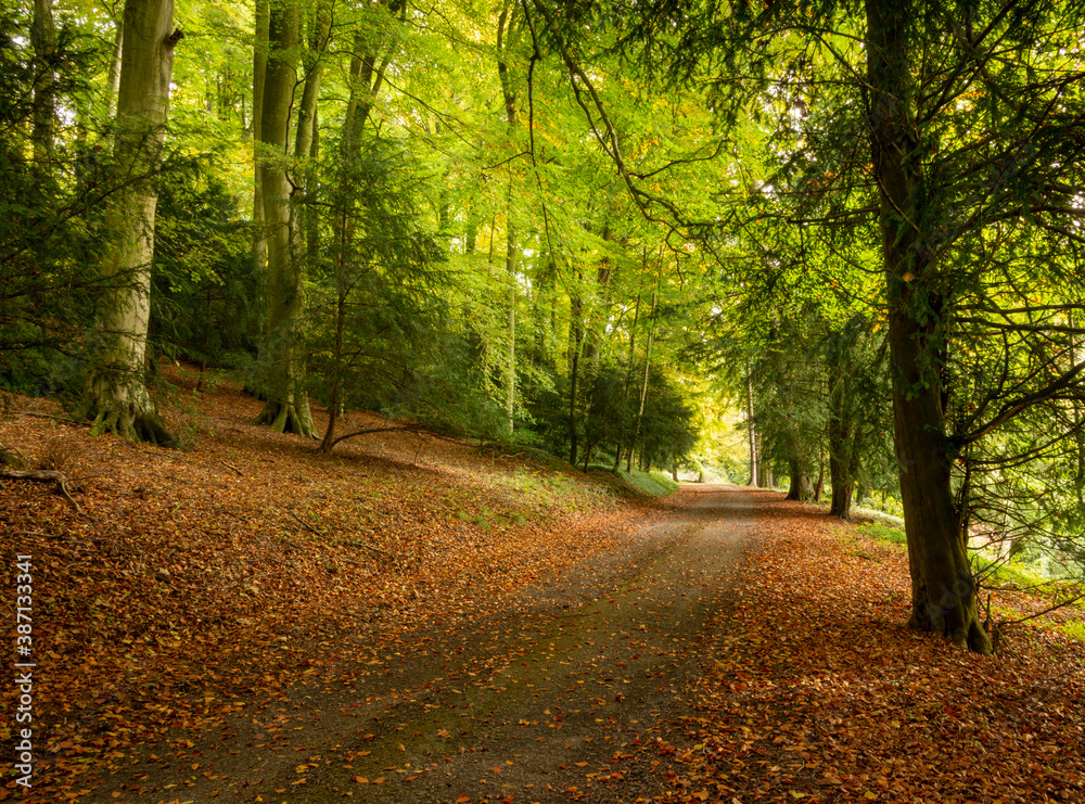 Fototapeta premium Golden leaves on autumn tree, Moreton in Marsh Cotswolds England UK