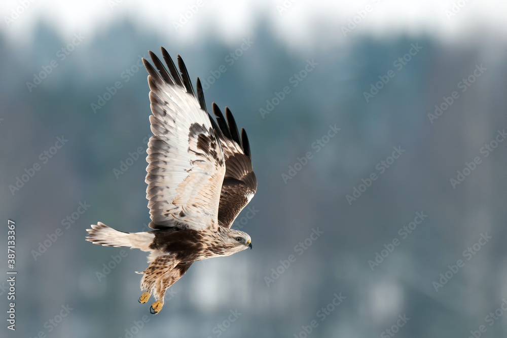 Obraz premium Rough-legged Buzzard, Buteo lagopus