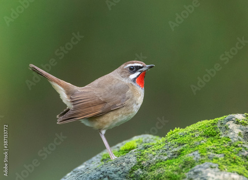 Siberian Rubythroat, Luscinia calliope photo