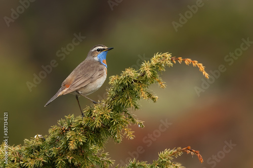 Red-spotted Bluethroat, Luscinia svecica cyanecula photo