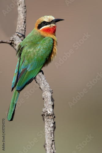 White-fronted Bee-eater, Merops bullockoides