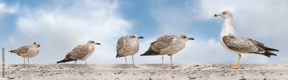 A large banner with the image of seagulls sitting on the parapet of the bridge. Seagulls isolated on a white background A large banner with the image of seagulls sitting on the parapet of the bridge. Seagulls isolated on a white background