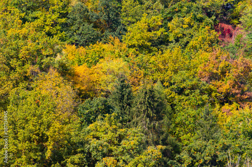 Autumn forest colors for natural background