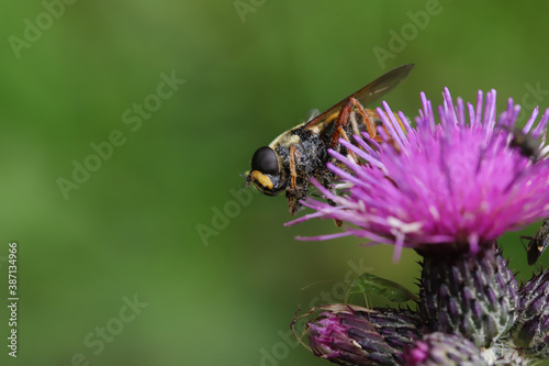 Sericomyia silentis a species of hoverfly sitting on a flower © Andreas Meyer