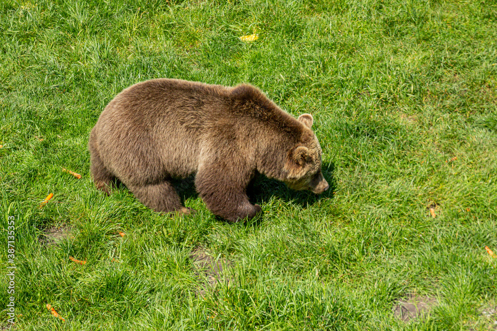 brown bear in the grass