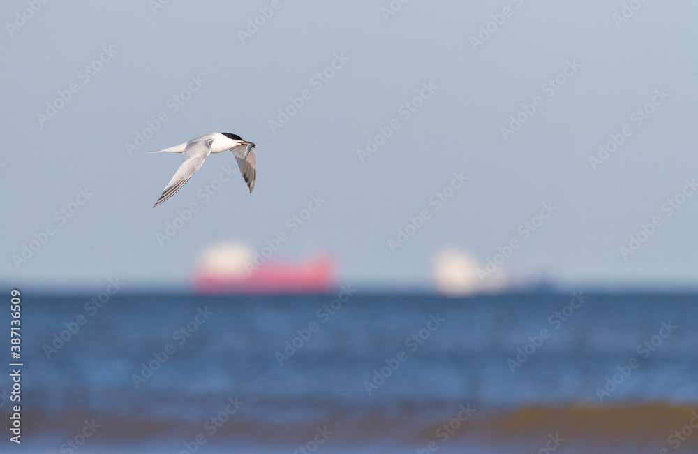 Sandwich Tern, Thalasseus sandvicensis Sandwich Tern, Thalasseus sandvicensis