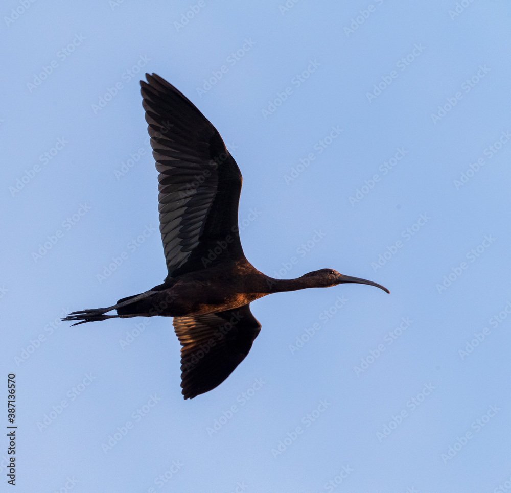 Obraz premium Glossy Ibis, Plegadis falcinellus