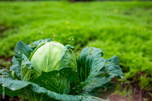 fresh white cabbage in the garden, the leaves of which were damaged by harmful insects. garden concept.