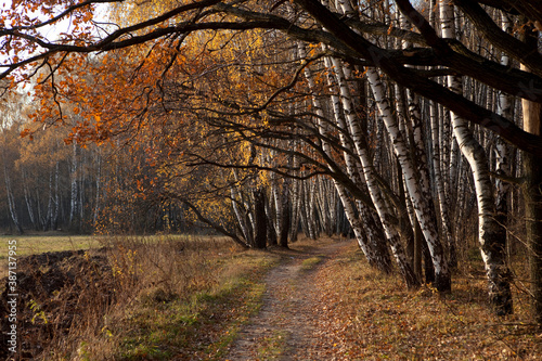 autumn in the forest