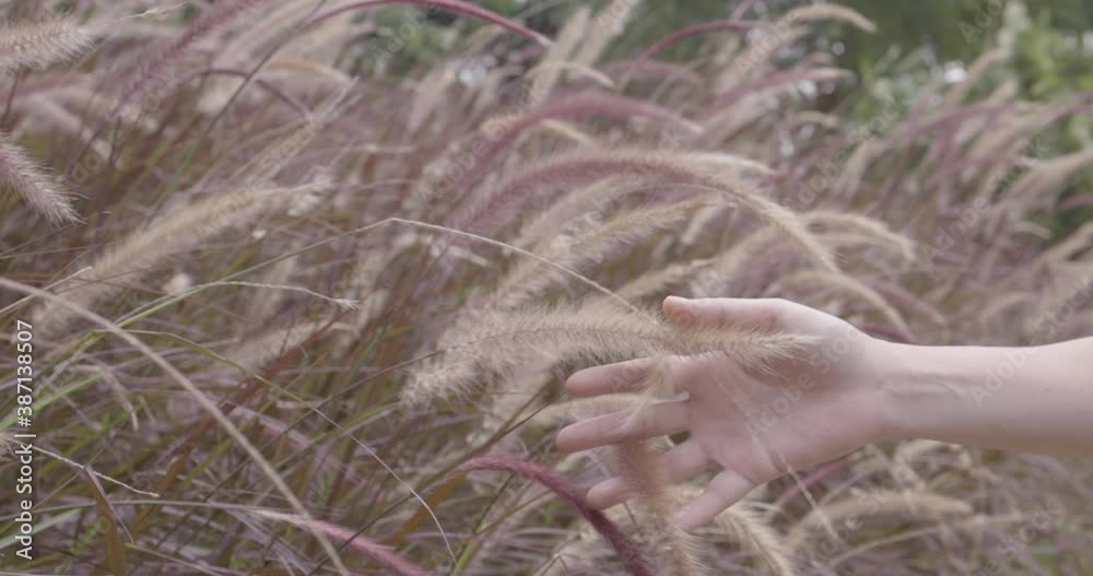 Woman's hand touching the purple grass and wind blowing grass on grassland. Woman's hand touching the purple grass and wind blowing grass on grassland.