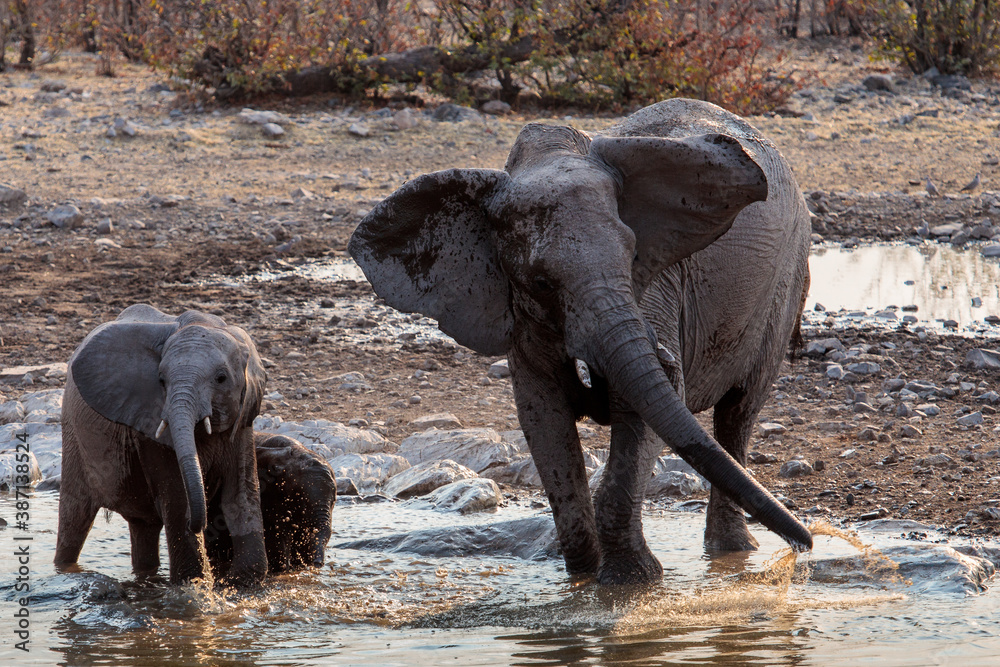 Poster A mother elephant and her calves quenching their thirst at the ...