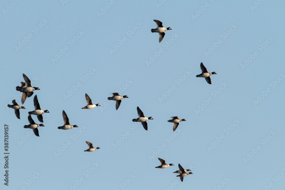 Barrow's Goldeneye, Bucephala islandica