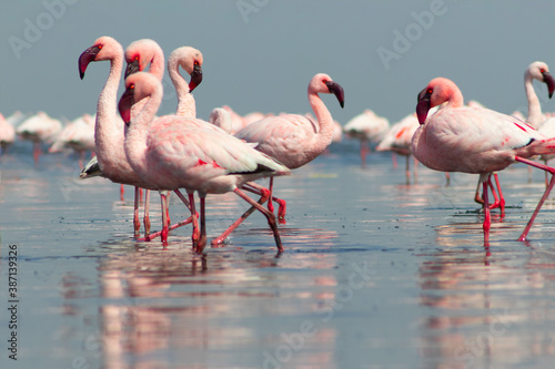 Close up of beautiful African flamingoes that are standing in still water with reflection