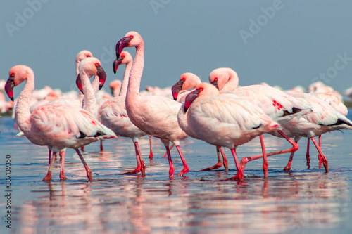 Close up of beautiful African flamingoes that are standing in still water with reflection © Yuliia Lakeienko