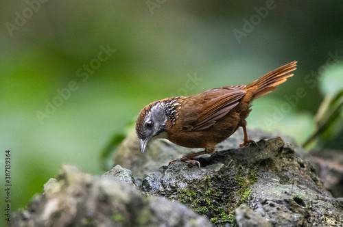 Spot-necked Babbler, Stachyris strialata photo